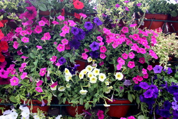 There are many pots of petunia flowers of different colors hanging on the wall.