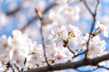 満開の桜
