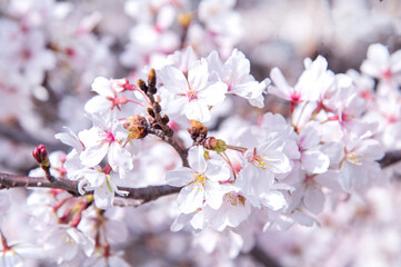 満開の桜
