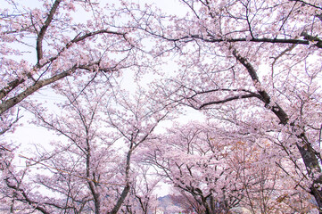 満開の桜
