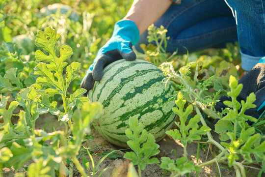 Close-up of watermelon plant, small ripening berry, and farmer's hands