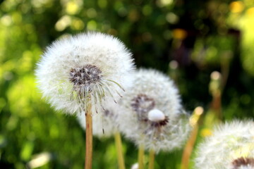 White dandelions stand after flowering.