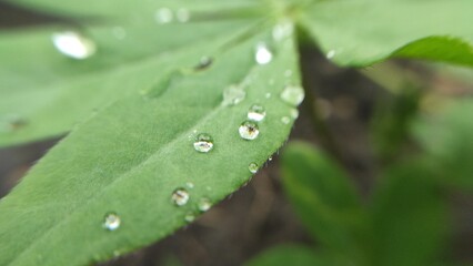 raindrops on flower leaves, dewdrops on plants