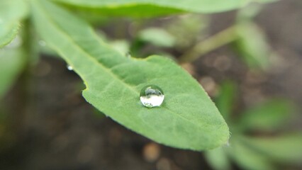 raindrops on flower leaves, dewdrops on plants