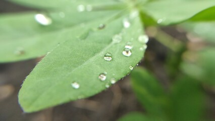 raindrops on flower leaves, dewdrops on plants