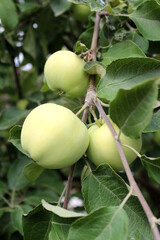 Large green apples hang on the apple tree.
