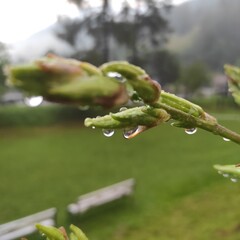 raindrops on flower leaves, dewdrops on plants