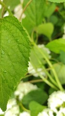 raindrops on flower leaves, dewdrops on plants