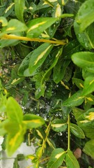 raindrops on flower leaves, dewdrops on plants