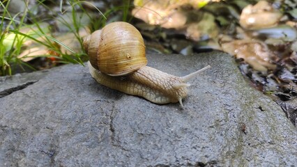 a big snail crawls along the road