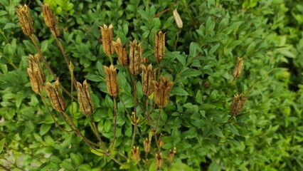 beautiful flowers on a flowerbed, flowers close-up