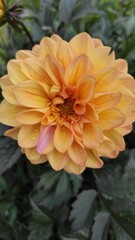 beautiful flowers on a flowerbed, flowers close-up