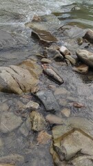 mountain river with stones and fast current