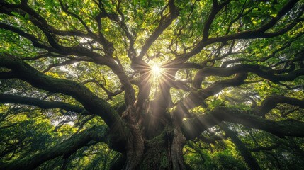 Sunbeams Shining Through the Branches of a Large Tree