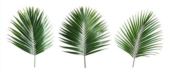 Green coconut palm leaves isolated on white