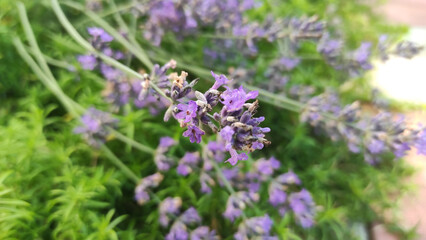 beautiful flowers on a flowerbed, flowers close-up
