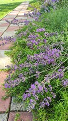 beautiful flowers on a flowerbed, flowers close-up