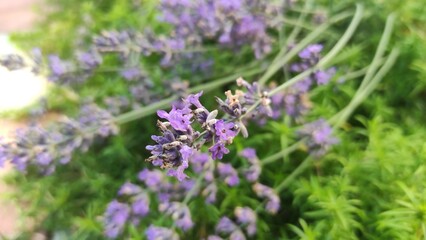 beautiful flowers on a flowerbed, flowers close-up