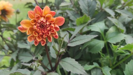 beautiful flowers on a flowerbed, flowers close-up