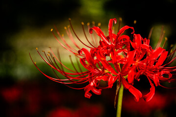 彼岸花