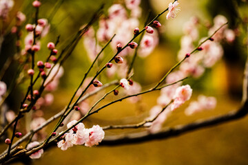 梅の花