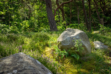 Rocks and green grass ind the forest
