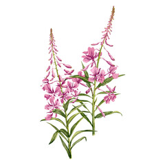 willowherb, fireweed, field flowers, watercolor drawing wild plants at white background, floral elements, hand drawn botanical illustration