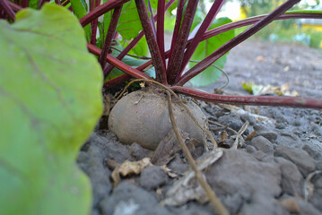 Red beets in the ground in the garden, natural background.