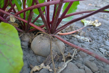 Red beets in the ground in the garden, natural background.