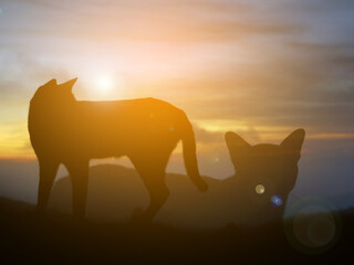 A double exposure of cat silhouette concept
