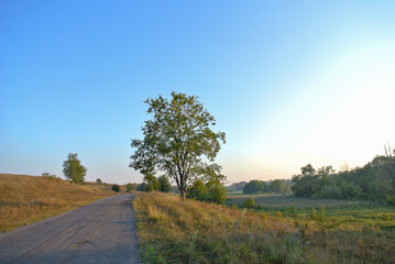 Obraz premium A tree against a background of blue sky at dawn, a minimalistic landscape.