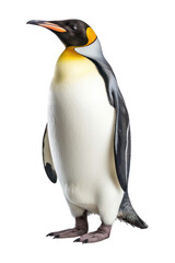 Fototapeta premium PNG Royal penguine animal bird white background.