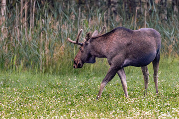 bull elk in the woods