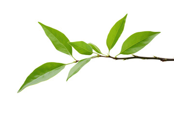 Obraz premium Young tea leaves, isolated on white background.