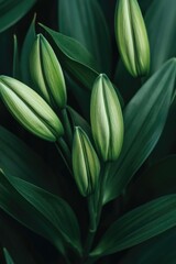 Obraz premium Close-up of green flowers