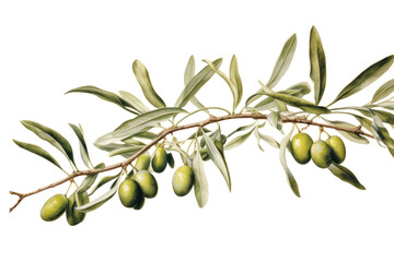 Watercolor painting of olive branches, isolated on white background.