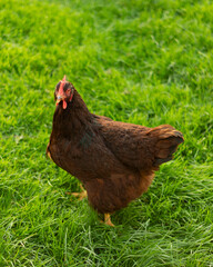 Chickens roaming in garden in golden hour