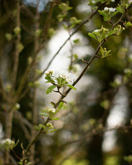 White blossom buds on tree