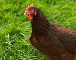 Chickens roaming in garden in golden hour