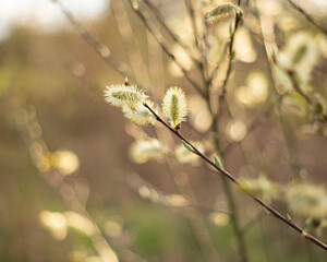 Hazy buds on tree, golden hour