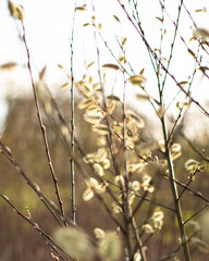 Hazy buds on tree, golden hour