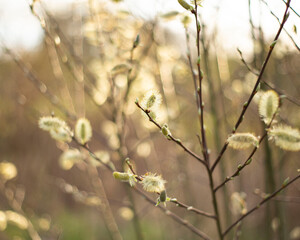 Hazy buds on tree, golden hour