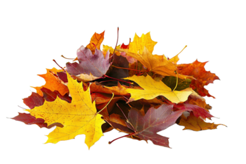 Bunte Ahornblätter auf einem Laubhaufen, transparenter Hintergrund 