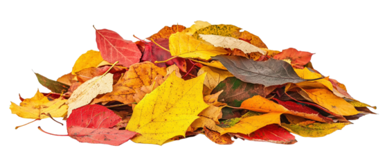 Buntes Herbstlaub auf einem Haufen, transparenter Hintergrund 