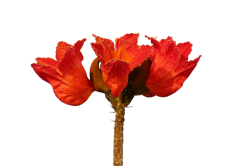 Blossom of the African tulip tree (Spathodea campanulata) isolated on transparent background