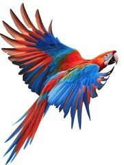 Fototapeta premium Colorful Parrot in Flight