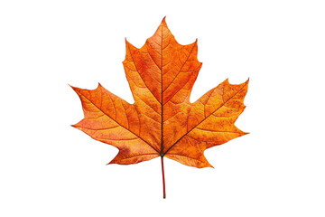 Fototapeta premium Ein vom Herbst orange verfärbtes Ahornblatt, transparenter Hintergrund 