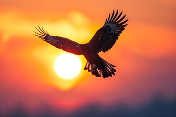 Obraz premium Majestic Hawk Soaring Against a Vibrant Sunset