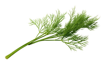 Watercolor painting of coriander, isolated on white background.