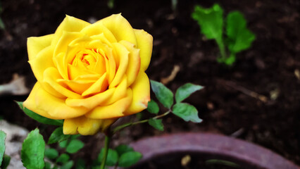 Yellow rose in the house garden with copy space
